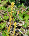 Ivy Broomprape yellow variety